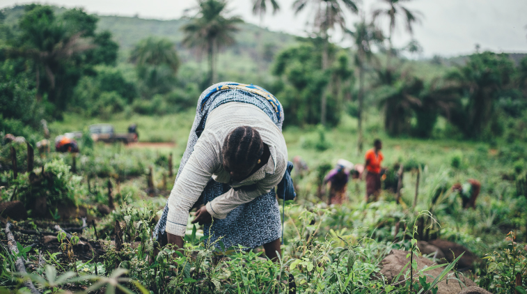 An African woman working in the filed