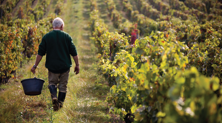 UBC Dialogue: Championing climate-resilient BC winemaking