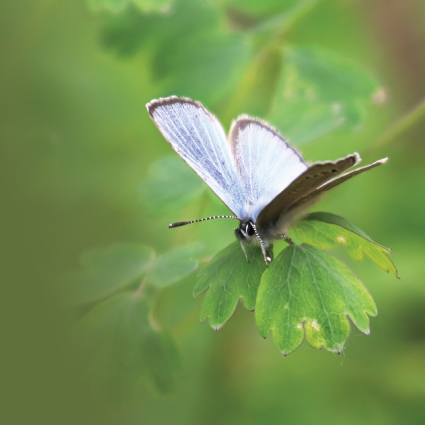 alumNIGHTS: Victoria — Butterflies in your backyard