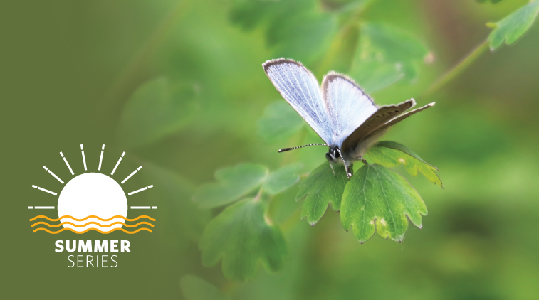 alumNIGHTS: Victoria — Butterflies in your backyard